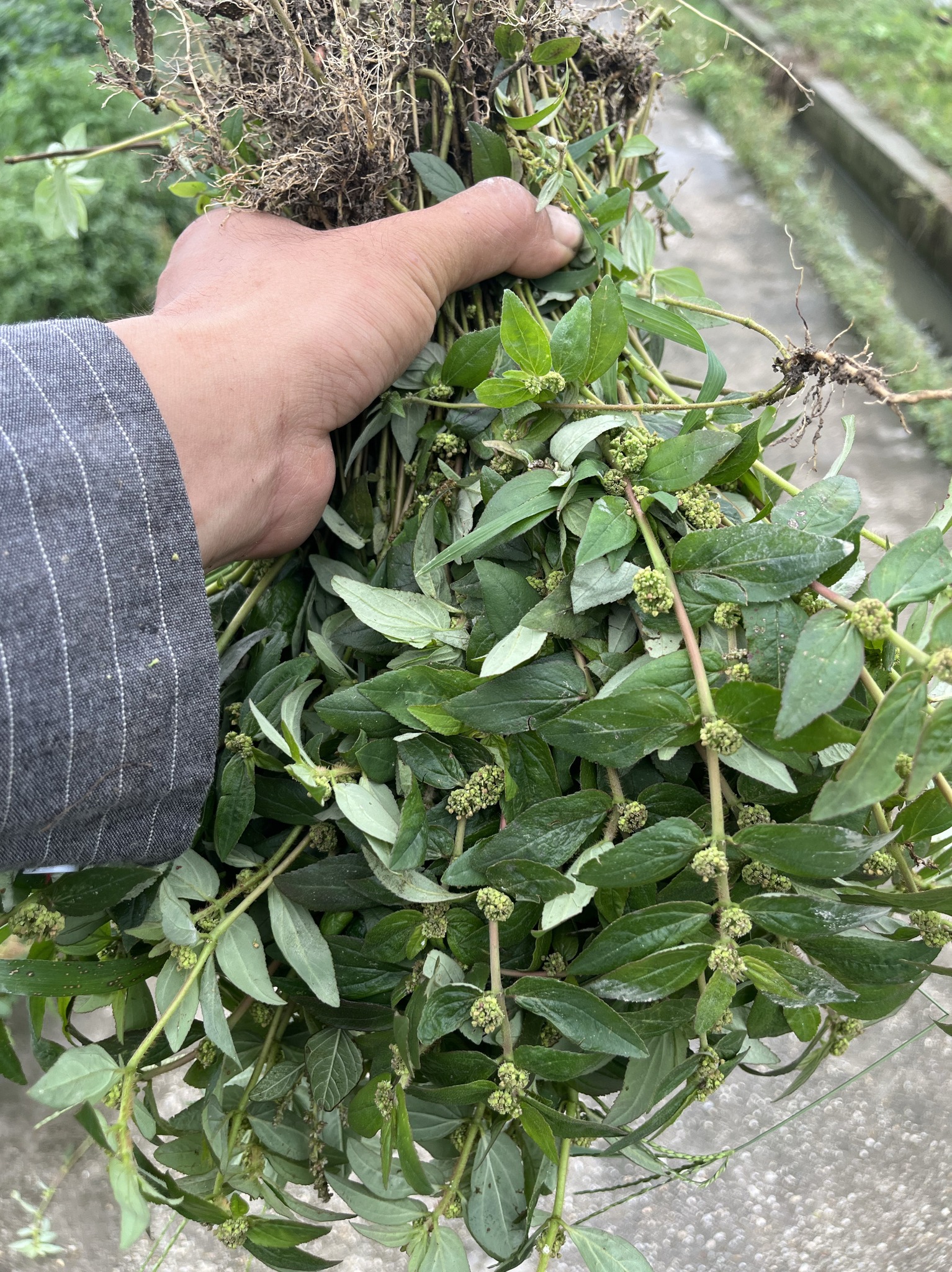 Large-Leaf Milkweed Cures 13 Common Ailments – You’ll Need It at Least Once in Your Life