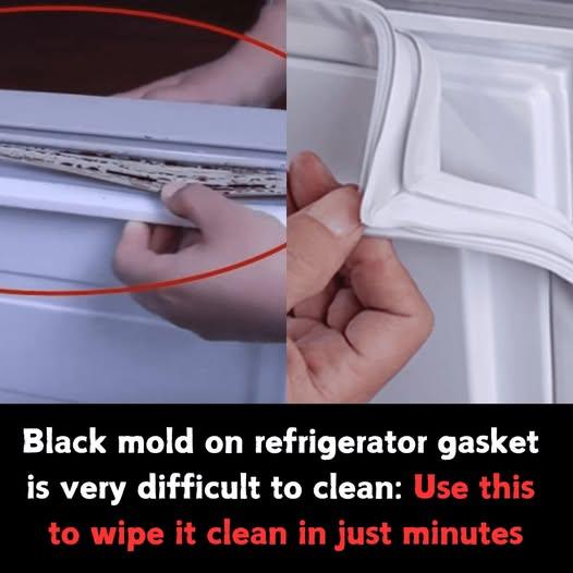 Black mold on refrigerator gasket is very difficult to clean:
