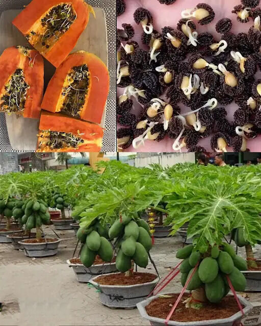 Grow Papaya at Home in Pots: The Secret for an Abundant Harvest