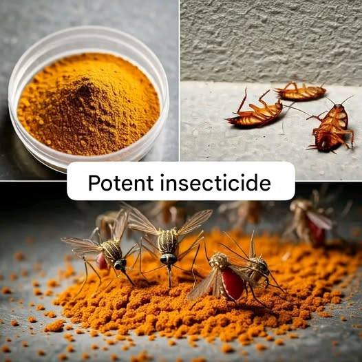 Kill Cockroaches, Ants, and Mites with Turmeric: An Effective Natural Solution