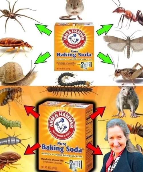 How to Use Baking Soda to Get Rid of Pests: Cockroaches, Fleas, Ants, Moths, Mice/Rats, Spider