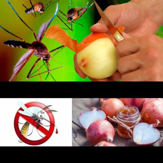 Say Goodbye to Mosquitoes in Just 1 Minute with This Free Organic Onion Remedy