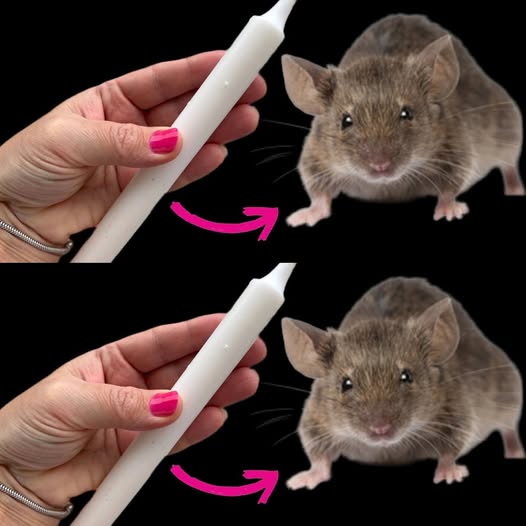 Get rid of MICE AND RATS with just 1 CANDLE! Vermin definitely run away