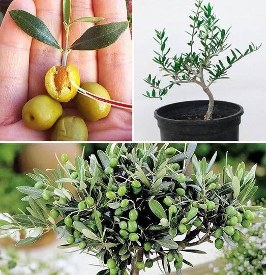 How to grow an olive tree in a pot