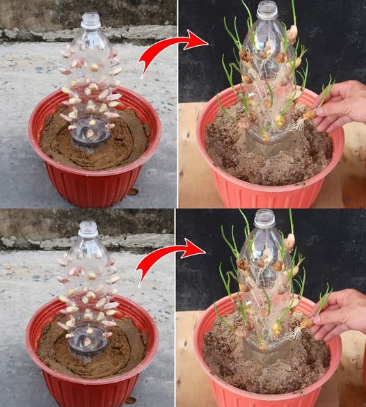 How to grow ginger, garlic and lemongrass at home: this is the farmer’s method