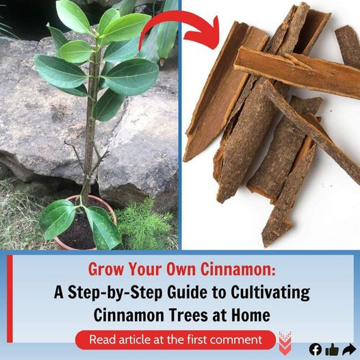Grow Your Own Cinnamon: A Step-by-Step Guide to Cultivating Cinnamon Trees at Home