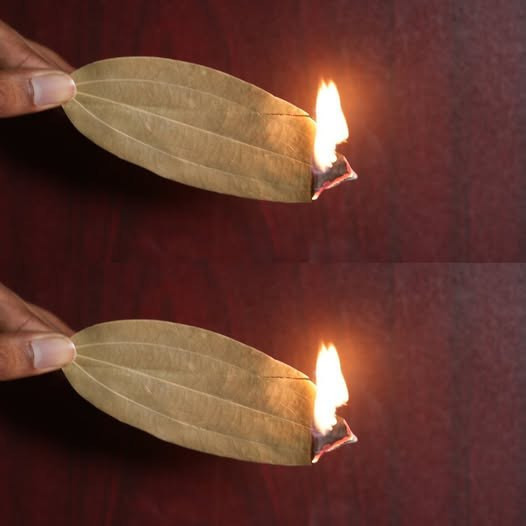 Burn a Bay Leaf in Your Room and Watch What Happens!