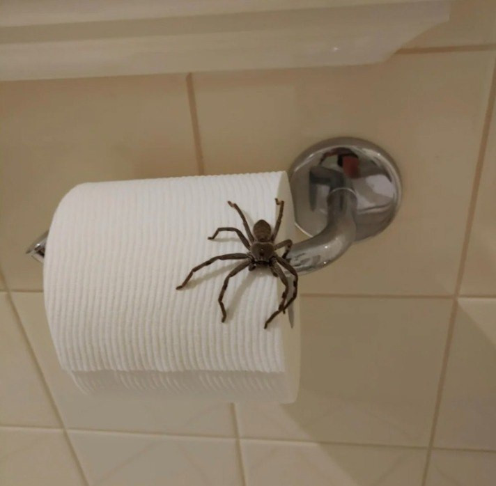 8 Effective and Natural Tips to Keep Spiders Away from Your Home