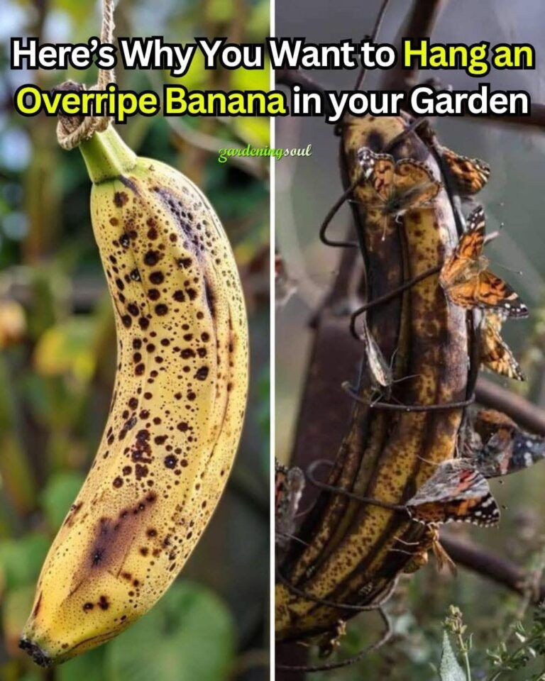 Here’s Why You Want to Hang an Overripe Banana in your Garden