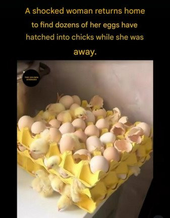 The Joy and Surprise of Hatching: A Woman’s Unexpected Return Home