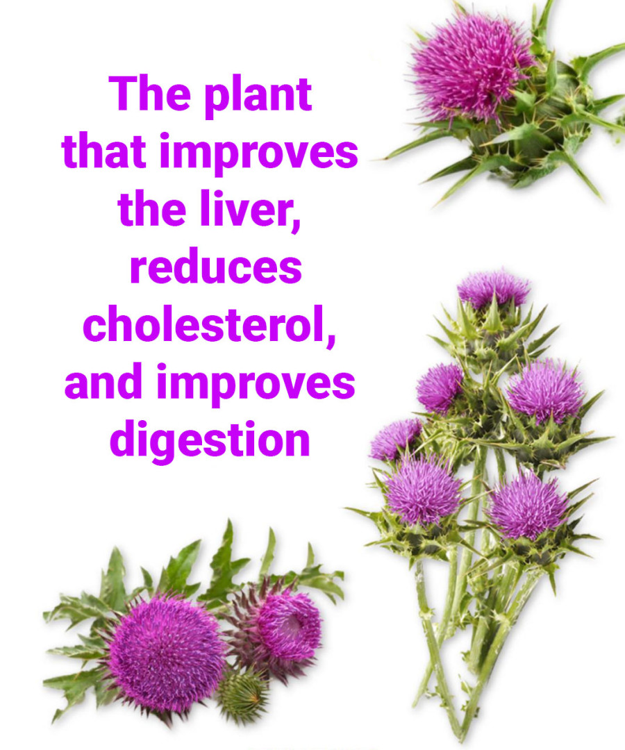 THE PLANT THAT IMPROVES THE LIVER, LOWERS CHOLESTEROL, AND IMPROVES DIGESTION