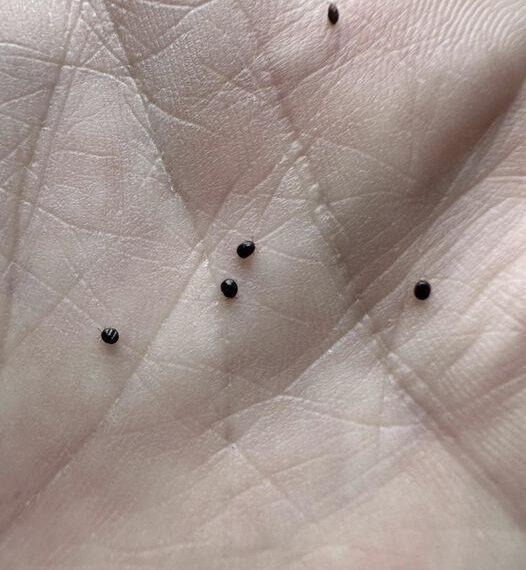 Don’t Ignore These Eggs in Your Yard—They Could Be Trouble